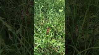 Thousands of Cicadas making a loud sound May 2021 Stephens City Virginia [upl. by Eimmit]