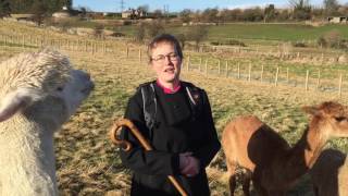 Rev Monika Redman of St Leonards Parish Church Dunfermiline and Alpacas [upl. by Crooks]