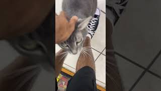 When the bodega cat keeps following you around cats catshorts newyork catsofyoutube jazz [upl. by Aland]