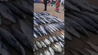 MALVAN FISH AUCTION JOE BOY  MALVANI LIFE SINDUDURG FISHING [upl. by Omidyar]