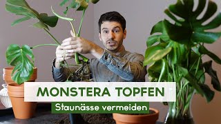 Monstera Stecklinge einpflanzen  Fensterblatt eintopfen [upl. by Atik]