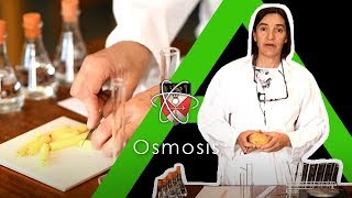 Osmosis  Biology Alevel Required Practical [upl. by Omik587]