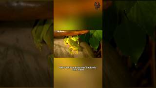 Frogs secret of skin absorption frogfacts animalsuperpowers naturescience froglife [upl. by Gabbert]