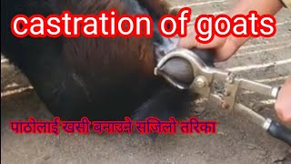 Close Method Goat Castration Efficacy amp Safety in veterinaryclose method castration in male goats [upl. by Eneleuqcaj256]