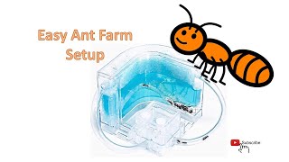 I ordered an Ant Colony online and gave them a new home [upl. by Carolyn]