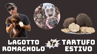 Venite a TARTUFI con me e TABUIA  Lagotto Romagnolo Vs Tartufo estivo [upl. by Artair]