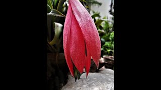 The best way to plant and care Billbergia nutans Queens tears [upl. by Ralip]