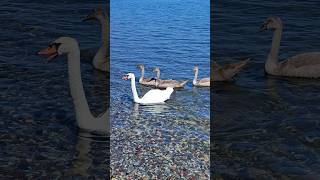 Cute Ducks Looking for Food ducks duckslive shorts relaxing calming [upl. by Guidotti500]