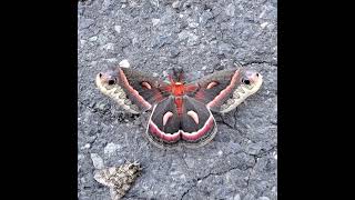 Hyalophora cecropia the cecropia moth warming up its wings in the morning sun [upl. by Eerized]