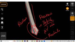 Ostéologie Radius part 2 عظمة الكعبرة [upl. by Tressa986]