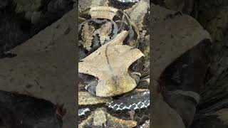 Gaboon Viper in the Wild [upl. by Noe]