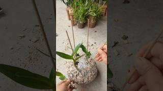 Learning grafting dendrobium nobile plants easy tips grafting plants plant short [upl. by Ozkum]