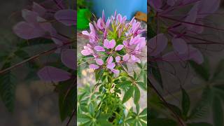 Spiny Spider Flowers  cleome spinosa Growing And Flowering spiderplant flowers [upl. by Annawot]