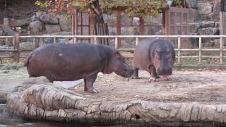 Fighting Hippos [upl. by Annadroj]