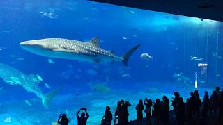 Timelapse  Kuroshio Sea Okinawa Churaumi Aquarium Japan [upl. by Yeznil533]