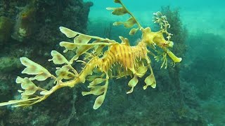 The leafy seadragon [upl. by Redmund348]