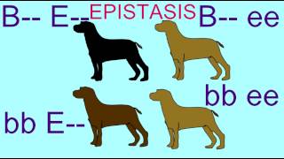 EPISTASIS IN INHERITANCE OF LABRADOR RETRIEVER COAT COLOR [upl. by Essirehc]