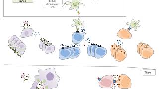 TSChapitre2 La réponse immunitaire adaptative le rôle des LT4 [upl. by Angil]