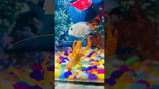 Lobster attack kar rha hai fishes pe aquarium guppy pets fish minivlog shorts lobster [upl. by Baptiste]