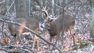 cerf de virginie période du rut part 2 longueuil [upl. by Tigdirb716]