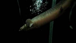 polypterus ornatipinnis 62CMＦＡＴ＆ＢＩＧＧＥＲpart 2 [upl. by Missi]