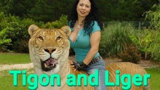 What is Liger What is Tigon Liger tigon crossbreeding animals Facts [upl. by Atnauqal]