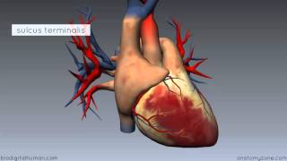 Heart Anatomy  Right Atrium  3D Anatomy Tutorial [upl. by Inimak]