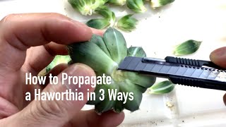 How to Propagate a Haworthia in 3 Ways [upl. by Lehte493]