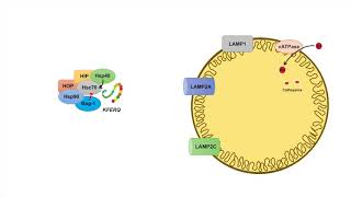 ChaperoneMediated Autophagy CMA  Selection Mechanism and Regulation [upl. by Ymot]