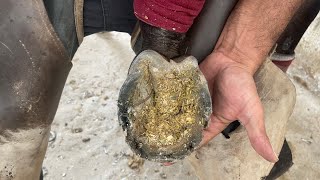 Hoof Restoration and satisfying asmr satisfying horse [upl. by Aihsenek746]