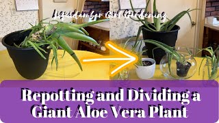 Repotting and Dividing a Giant Aloe Vera Plant [upl. by Meikah]