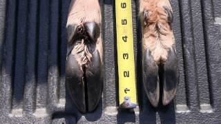 Identifying deer tracks a look at their hooves [upl. by Petuu]