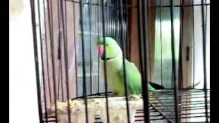 Talking Parrot  Amazing Bird from Kerala  Thathamme Poocha Poocha [upl. by Ayotnahs]