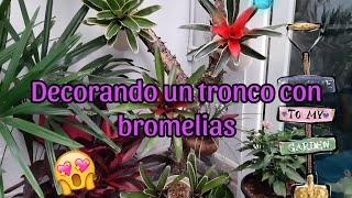 DECORACIÓNDEUNTRONCOCONBROMELIAS 😍😍😍 [upl. by Nwavahs]