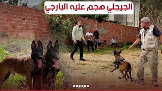 بهذه الطريقة يتعامل مروض الكلاب مع كلبه و حسينالجيجلي تهجم عليه الـ quotBerger allemand quot [upl. by Dnalra930]