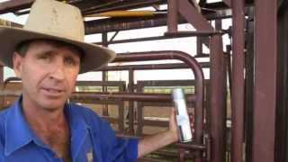 Dehorning and branding pain relief trials Australia [upl. by Attenhoj]