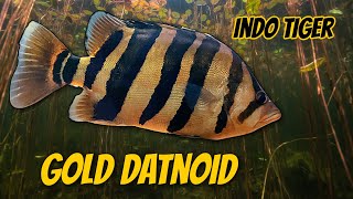 Gold Datnoid  Fish Profile and Complete Care Guide Datnioides Microlepis Indonesian Tigerfish [upl. by Enihpad560]