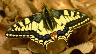 Otakárek fenyklový  The Old World swallowtail Papilio machaon [upl. by Anjela]