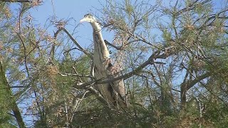 The Gray Giant Heron [upl. by Akiras]