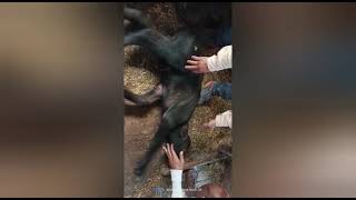 Hypovitaminosis A in calf  Symptoms Diagnosis Treatment by Dr Tej Pratap YadavvitaminAvet [upl. by Oruam]