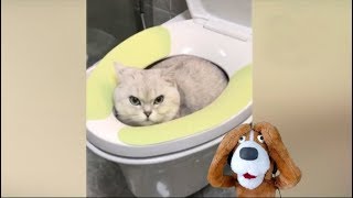 Animais engraçados  Cães e gatos engraçados [upl. by Airb]