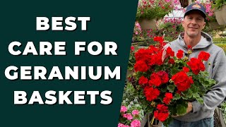 Best GERANIUM Care for Baskets  How to Clean Up amp Care for Geraniums [upl. by Marcelo506]