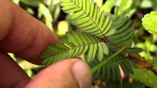 Sensitive Plant Mimosa pudica Bukidnon Philippines [upl. by Dix]