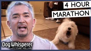 4 Hours Of Dog Whisperer With Cesar Millan [upl. by Floria]