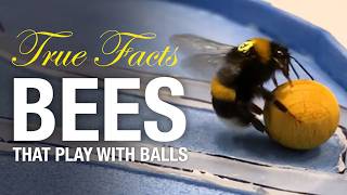 True Facts Bees That Play With Balls And Do Math [upl. by Linette]