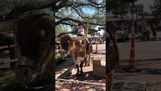 Fort Worth stockyards American long horn fortworth stockyards longhorns cowboys adventure [upl. by Adamina437]