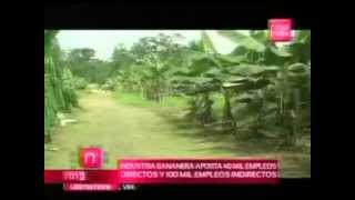 Banano de Costa Rica  RTN Noticias [upl. by Kinny]