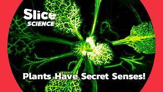 Unveiling the Hidden Senses of Plants More Than We Ever Knew  SLICE SCIENCE [upl. by Euqinahs287]