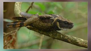 Great Eared Nightjar [upl. by Marva]