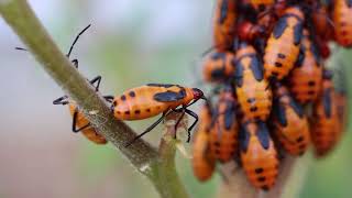 Milkweed Bugs [upl. by Nalim]